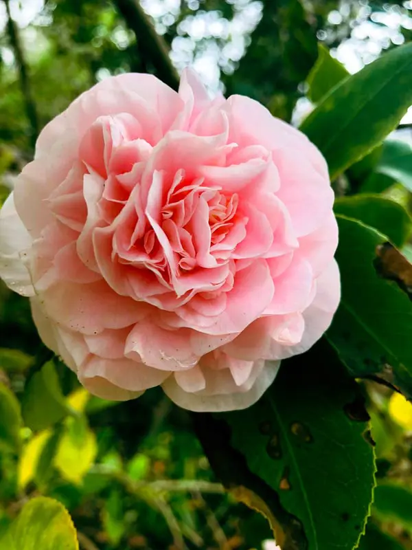 Camellia Garden