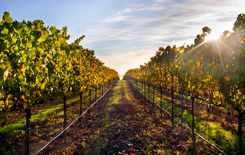 Discover Healdsburg Wineries – Tasting Rooms and Tours