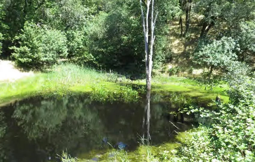 pond at the Healdsburg Ridge Open Space Preserve