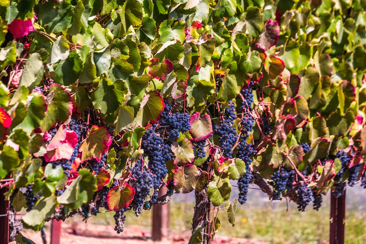 USA Sonoma winery